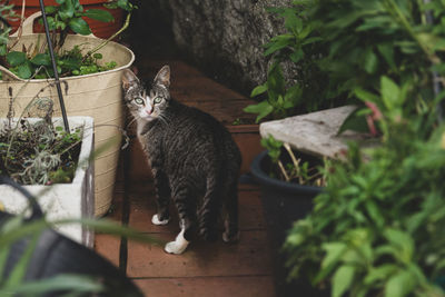 Cat sitting in a yard