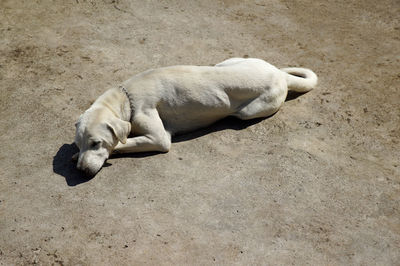 High angle view of dog sleeping