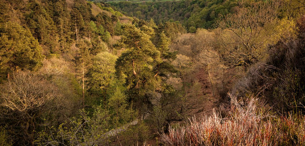 Hardcastile crags woods from top of the crags