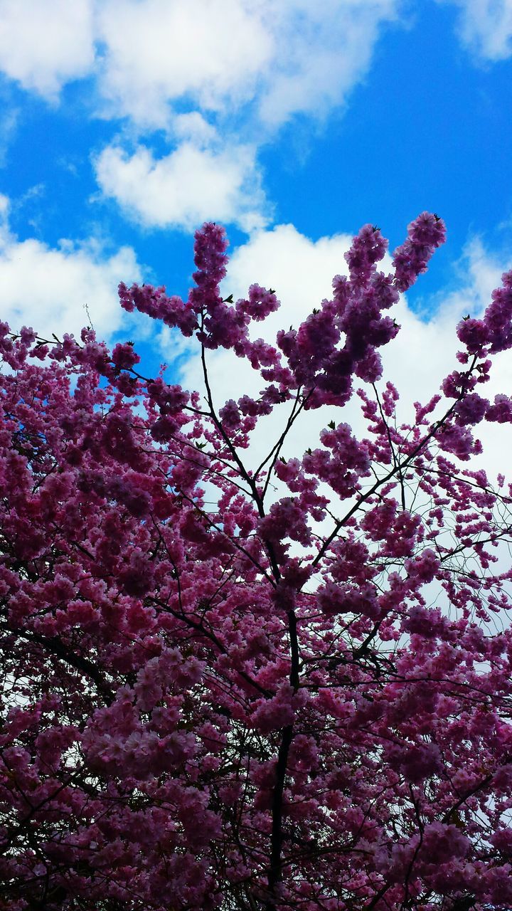 flower, sky, freshness, growth, fragility, pink color, tree, beauty in nature, nature, low angle view, cloud - sky, blossom, blooming, in bloom, branch, plant, petal, cloud, springtime, day
