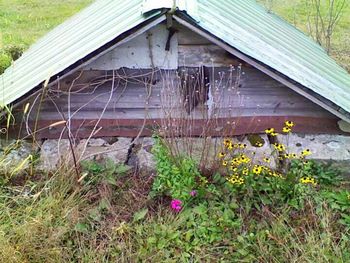 Plants growing on field