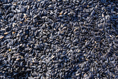 Dried sunflower seeds that will be used as food for animals, displayed for sale at a market