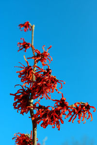 Low angle view of flower tree against clear blue sky
