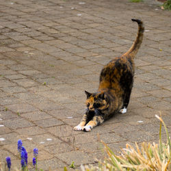 Cat stretching on street pavers