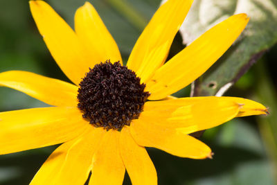 Close-up of yellow flower