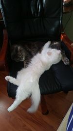 pets