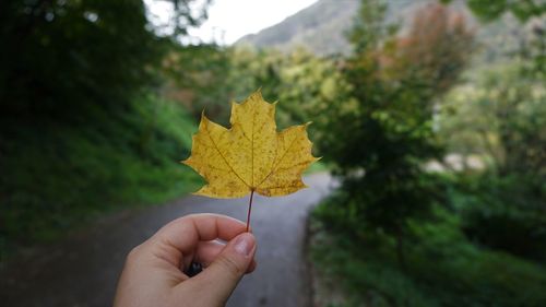 Person holding maple leaf