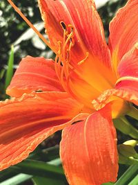 Close-up of orange day lily