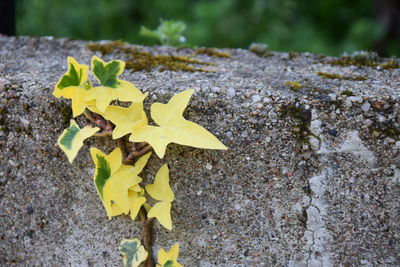 Close-up of yellow maple leaf on field