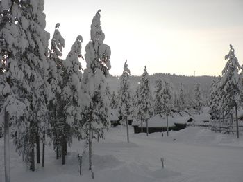 Low angle view of trees against sky during winter