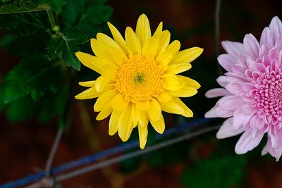 Close-up of yellow flowering plant