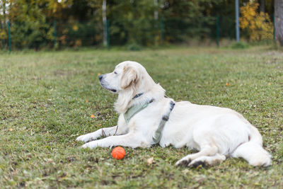 Golden retriever pale young dog is running on the grass