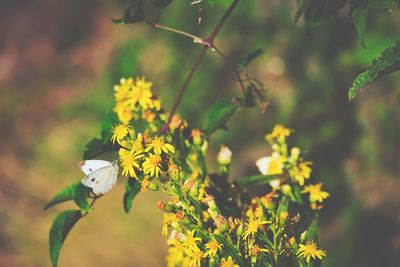 Close-up of flowering plant on field