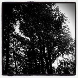 Low angle view of trees against sky