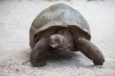 Close-up of turtle on ground