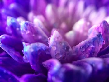 Full frame shot of purple flowering plant