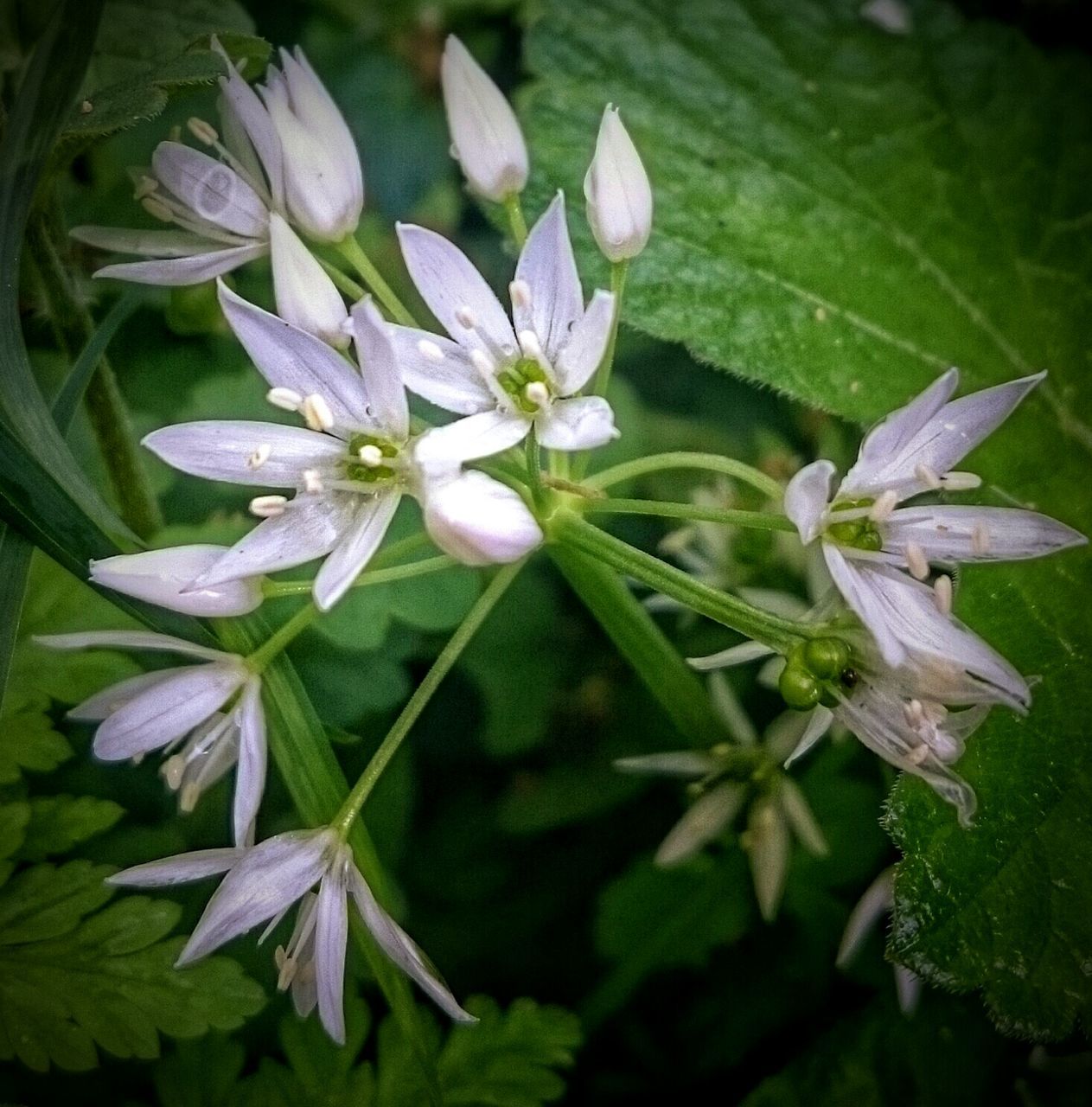 flower, freshness, petal, fragility, growth, beauty in nature, flower head, blooming, leaf, nature, close-up, plant, white color, focus on foreground, in bloom, pollen, stamen, park - man made space, purple, green color