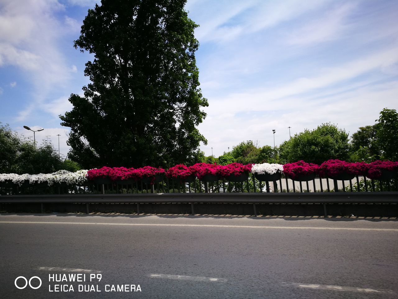 tree, growth, road, day, outdoors, no people, flower, nature, sky, beauty in nature