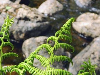 Close-up of fern