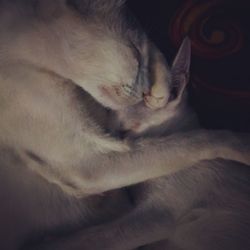 Close-up of cat relaxing on bed