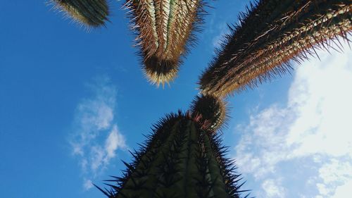 Low angle view of cactus against blue sky