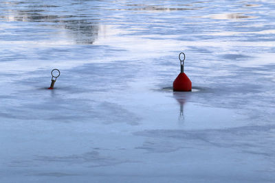 Swan floating on lake during winter