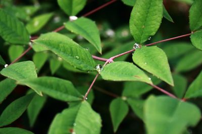 Close-up of green leaves