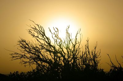 Silhouette of plants at sunset