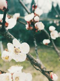 Close-up of white cherry blossom tree