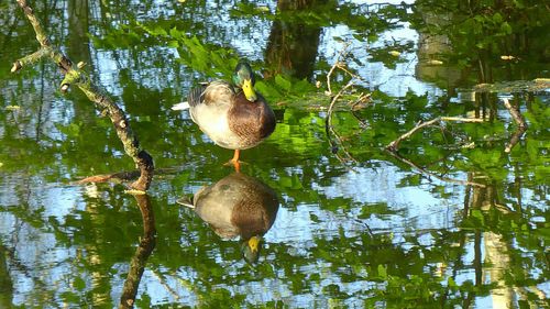 Duck in a lake