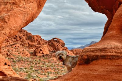 Dog seen through rock formation against sky