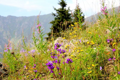 Close-up of purple flowering plants on field