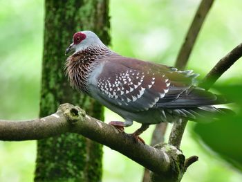 Close-up of bird perching on branch