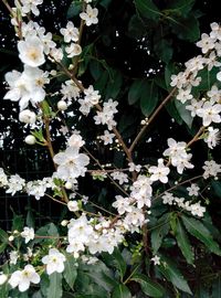 Close-up of white flowers