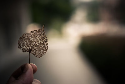 Close-up of hand holding leaf