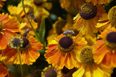 Close-up of yellow flowering plants