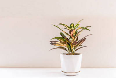 Potted plant on table against wall