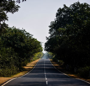 Empty road along trees