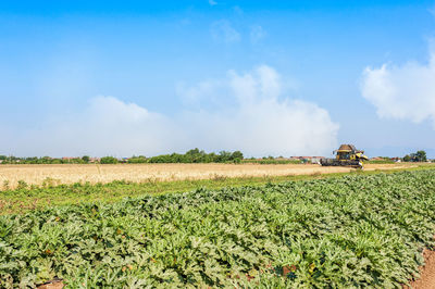 Scenic view of agricultural field against sky