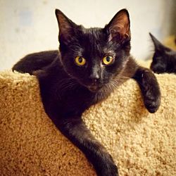 Close-up portrait of cat