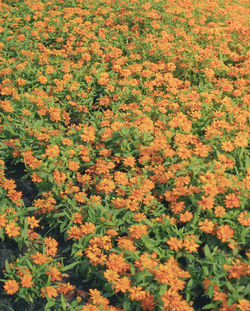 Full frame shot of fresh flowers blooming in field