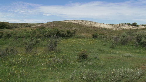 Scenic view of grassy field against cloudy sky