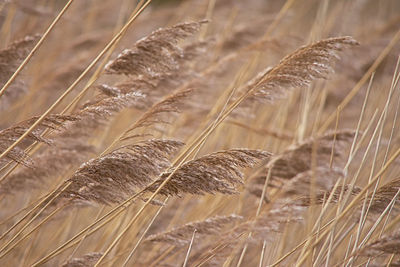 Close-up of stalks in field