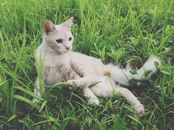 View of a cat resting on grass