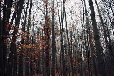 Low angle view of bamboo trees in forest