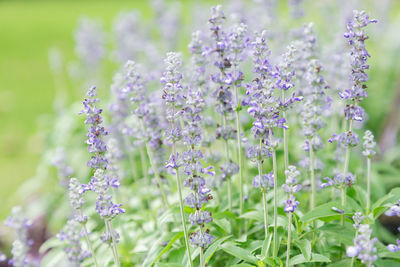 Close-up of purple flower outdoors