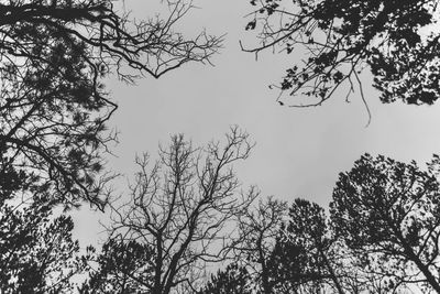 Low angle view of trees against sky