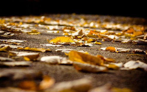 Close-up of autumn leaves on street
