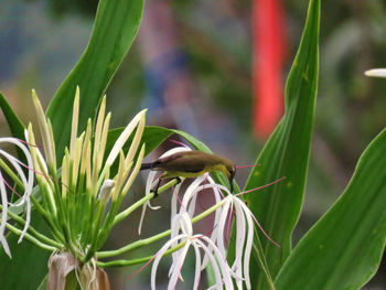 Close-up of insect on plant