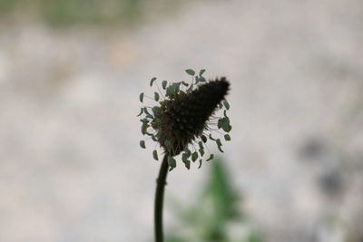 Close-up of flowering plant